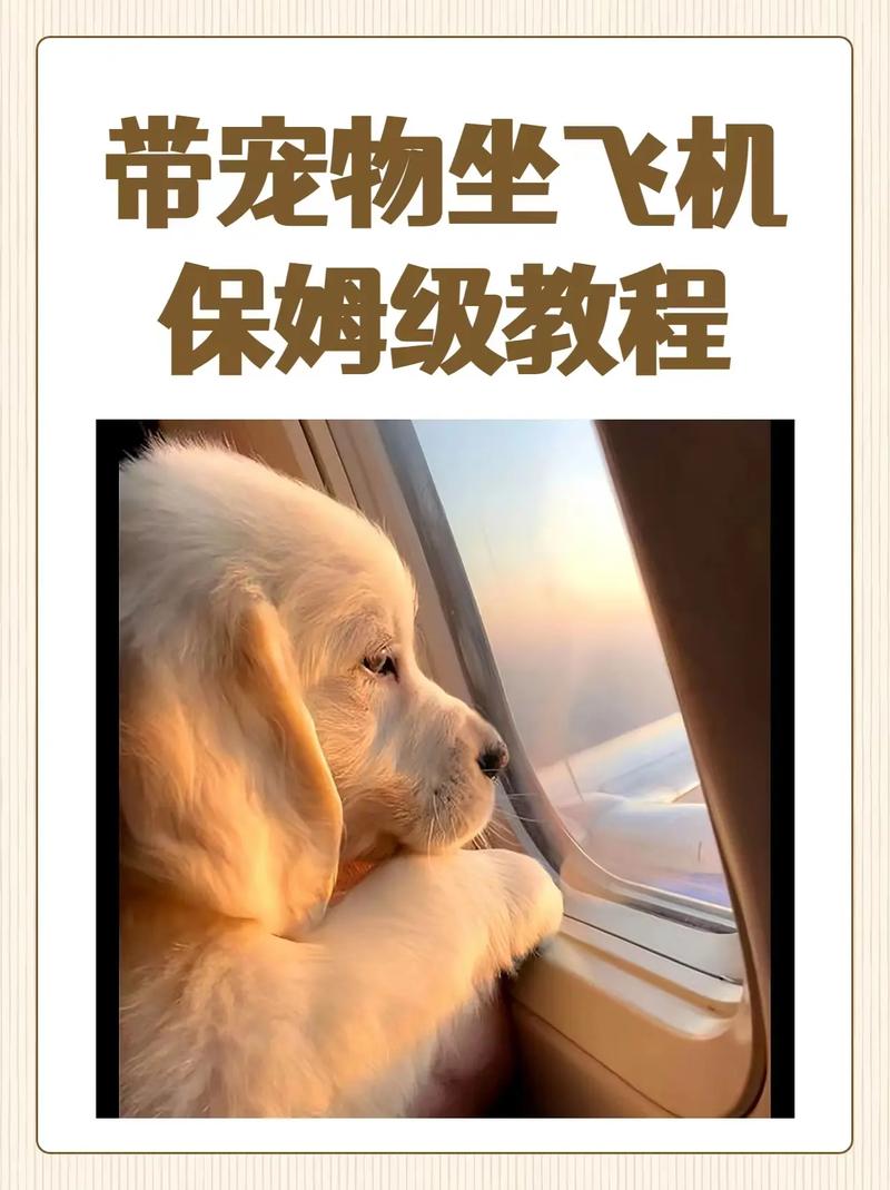怎样带猫猫上飞机「猫坐飞机需要哪些手续」 旅游指南 怎样带猫猫上飞机「猫坐飞机需要哪些手续」 怎样带猫猫上飞机「猫坐飞机需要哪些手续」 旅游指南