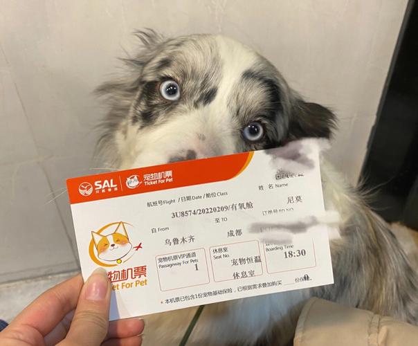 如何将狗狗通过空运发往外地「狗狗机票大概多少钱啊」 生活技巧 如何将狗狗通过空运发往外地「狗狗机票大概多少钱啊」 如何将狗狗通过空运发往外地「狗狗机票大概多少钱啊」 生活技巧