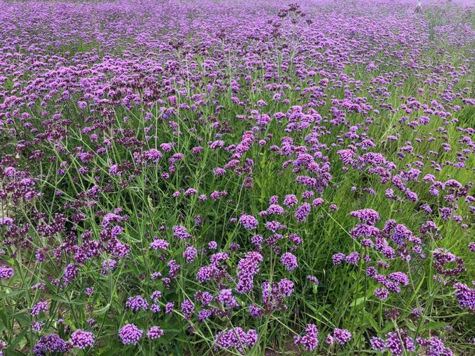 想停下自己一个人出去走走,四五月份的天气该去哪「熏衣草景区」 时尚潮流 想停下自己一个人出去走走,四五月份的天气该去哪「熏衣草景区」 想停下自己一个人出去走走,四五月份的天气该去哪「熏衣草景区」 时尚潮流