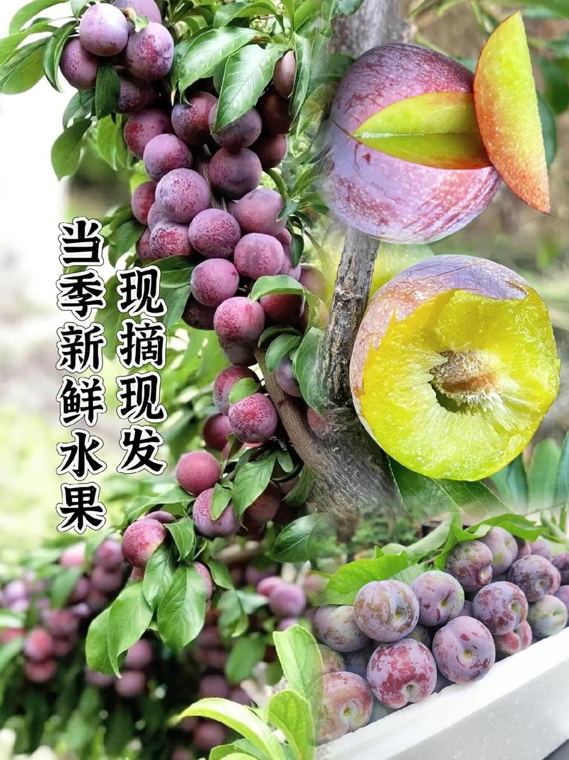 5月份有哪些当季的特产「五月国内旅游好去处」 5月份有哪些当季的特产「五月国内旅游好去处」 生活技巧